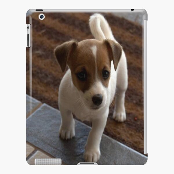 Dog Puppy Baby Jack Russell iPad Snap Case