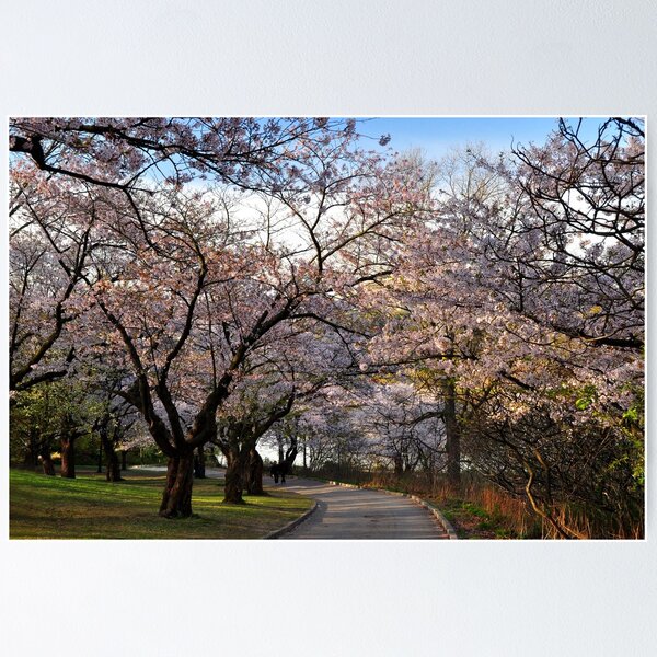 Item preview, Sakura:  Cherry Tree Grove designed and sold by Nancy Barrett.