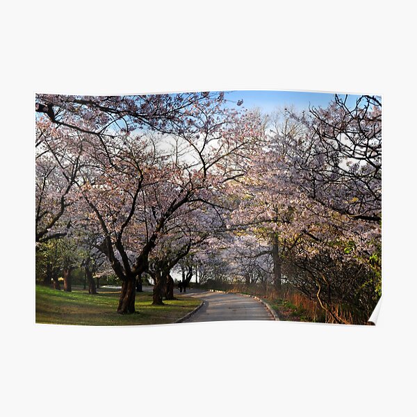 Sakura: Cherry Tree Grove Poster