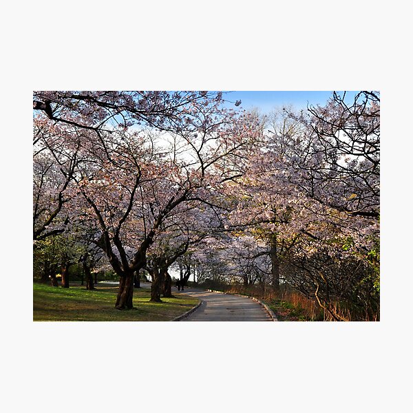 Aperçu de l'œuvre Sakura:  Cherry Tree Grove créée et vendue par Nancy Barrett.