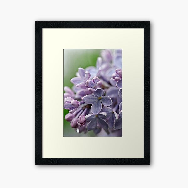 Item preview, Lilacs - Ottawa, ON designed and sold by Tracey  Dryka.