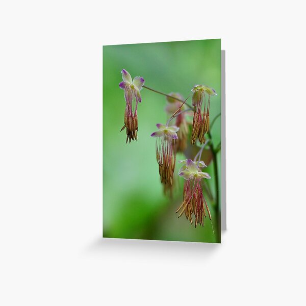 Early Meadowrue Greeting Card