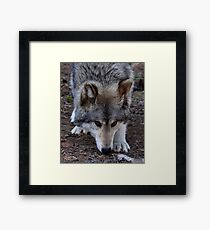 Timber Wolf Framed Print