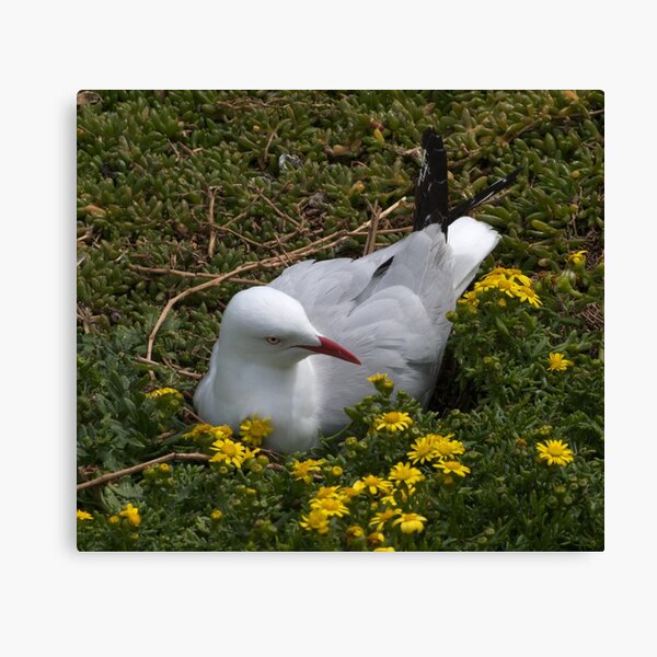 Item preview, Mrs Seagull nesting. designed and sold by johnrf.