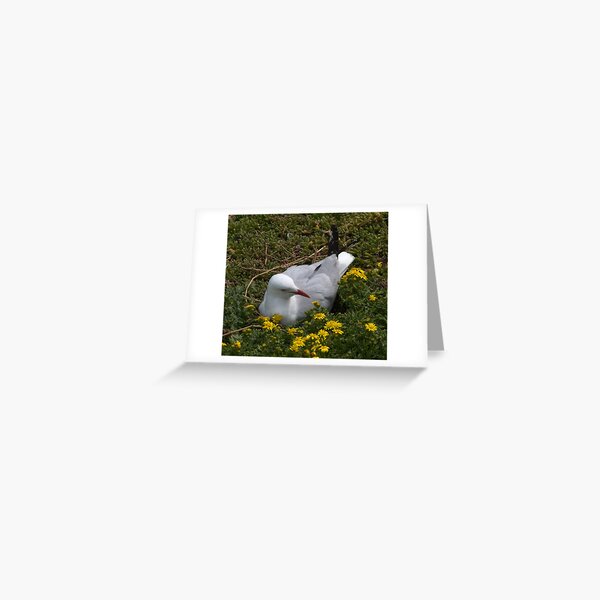 Item preview, Mrs Seagull nesting. designed and sold by johnrf.