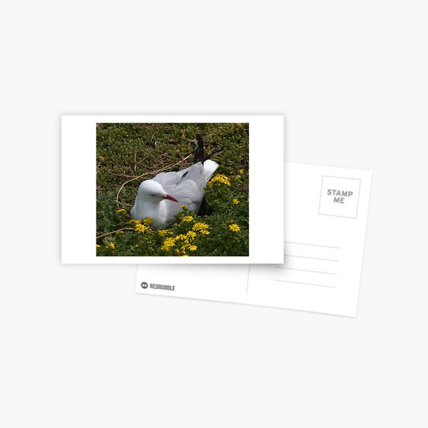 Item preview, Mrs Seagull nesting. designed and sold by johnrf.