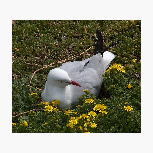 Item preview, Mrs Seagull nesting. designed and sold by johnrf.