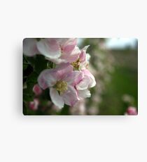 Blossoms Canvas Print