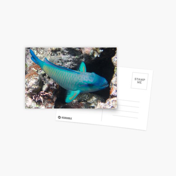 Parrotfish, Great Barrier Reef Postcard