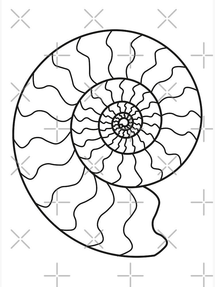 ammonite drawing