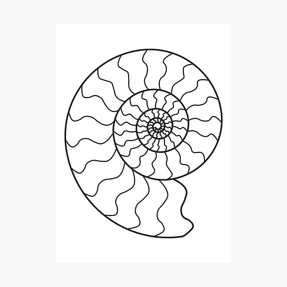 ammonite drawing