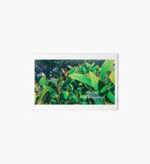 Green Art Board