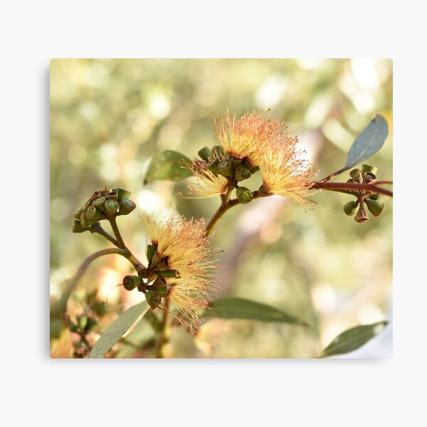 Item preview, Australian Native Long-Flowered Marlock designed and sold by imaginethis.