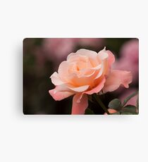 Rose Canvas Print