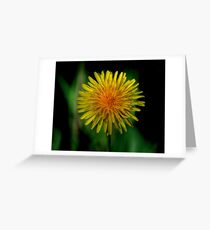 I'm just a dandelion Greeting Card