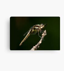 Bazinga Canvas Print