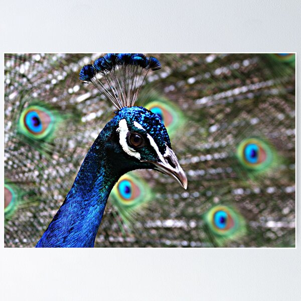 Item preview, I am sooo beautiful designed and sold by R-Summers.
