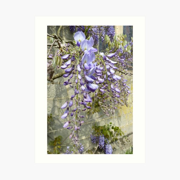 Wisteria heaven Art Print