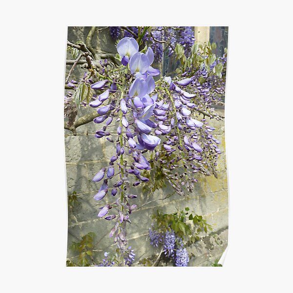 Wisteria heaven Poster