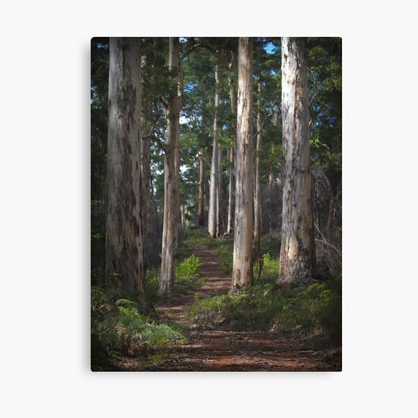 karri forest - pemberton, wa Canvas Print