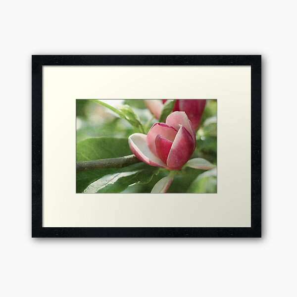 Magical Magnolia Framed Art Print