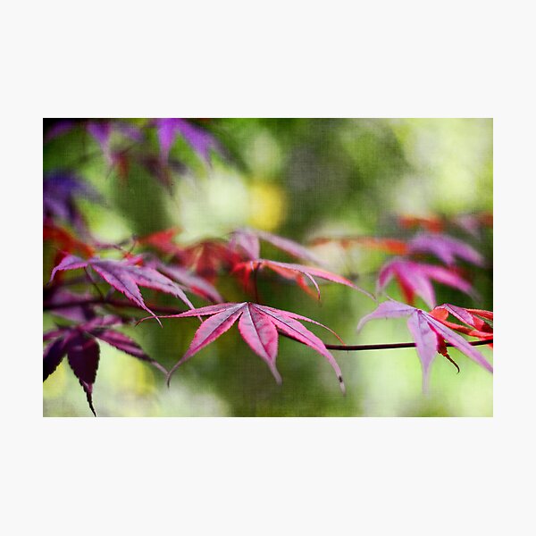Whispering Leaves Photographic Print