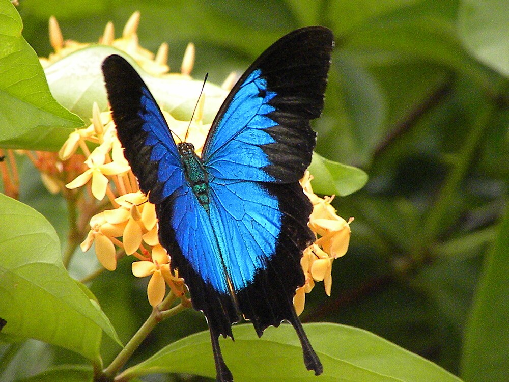 ulysses butterfly