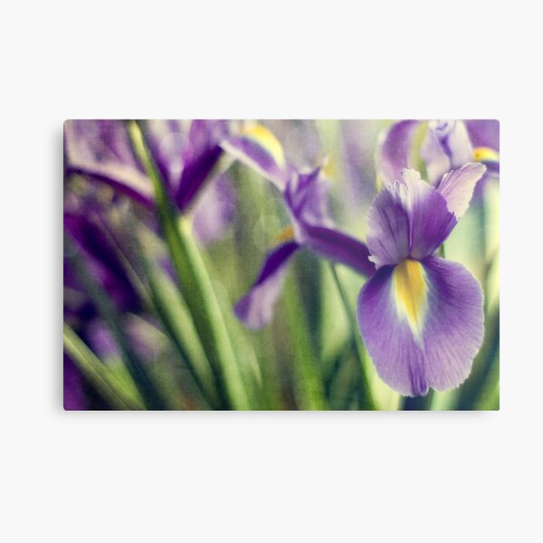 Iris Dream Metal Print