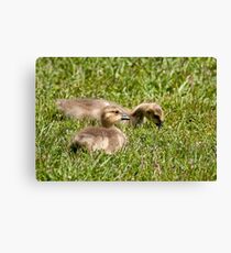Candid Moment Canvas Print