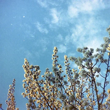 Artwork thumbnail, Spring by emmapugh