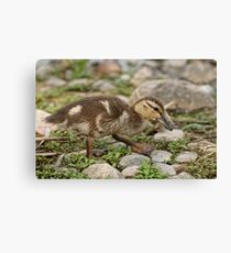 Don't mind me! Just passing by Canvas Print