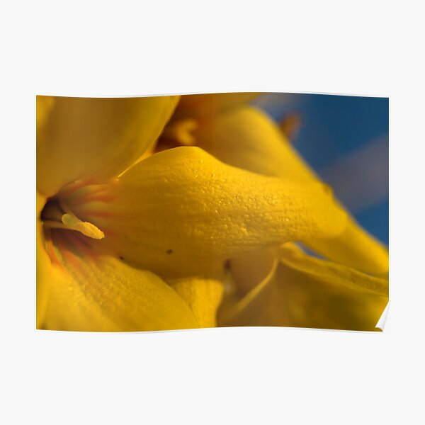 Fiore Giallo 10 Petali.Giallo Posters Redbubble