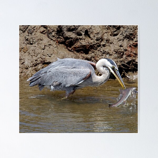 Item preview, Blue Heron Fishing designed and sold by Michael Moss Photography.