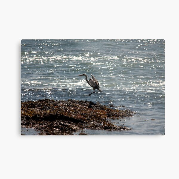 Item preview, Grey heron coming in to land designed and sold by Jon Lees.