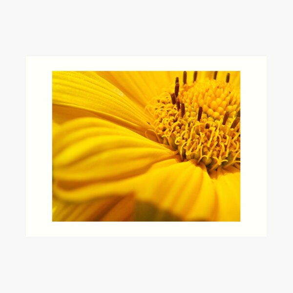 Splash of yellow Art Print