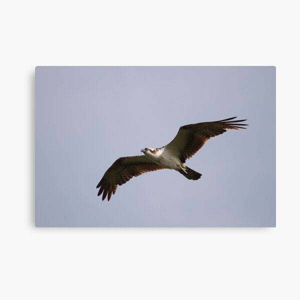 Regalos Y Productos Aves Rapaces Florida Redbubble