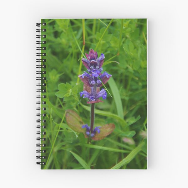 Aperçu de l'œuvre Ajuga reptans - Bugle créée et vendue par lezvee.