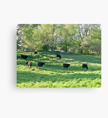 Country COWZ! Canvas Print