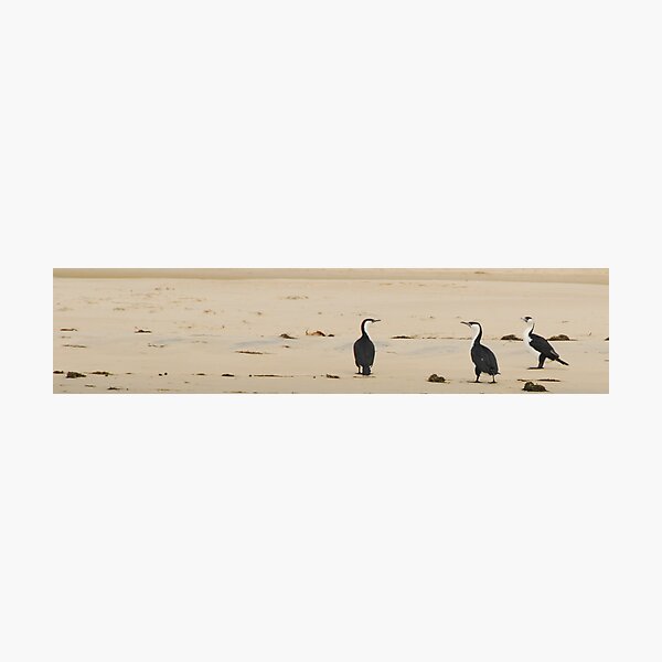 Larry, Moe and Curly Photographic Print