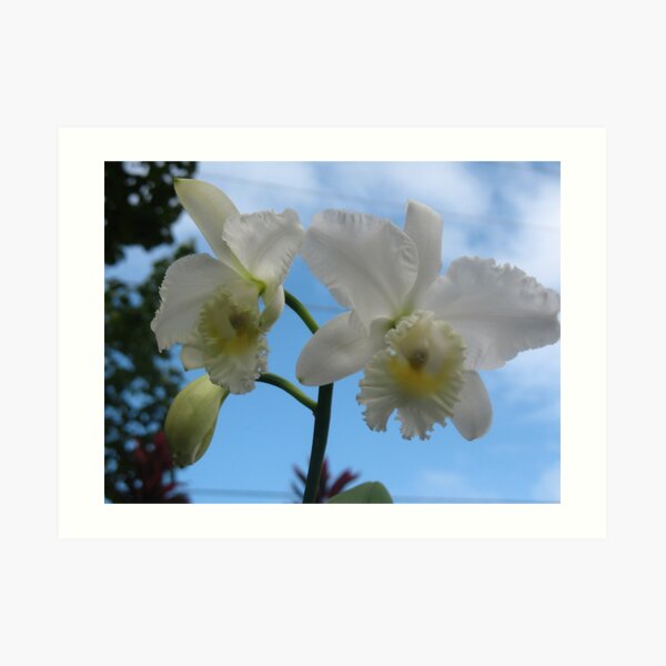 Aloha from the Orchid Isle Art Print