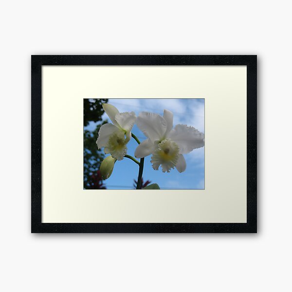 Aloha from the Orchid Isle Framed Art Print