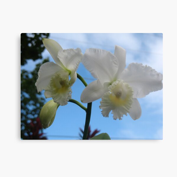 Aloha from the Orchid Isle Metal Print