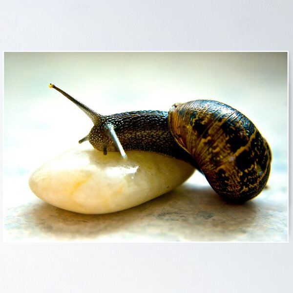 Item preview, Snail #3 designed and sold by Trevor Kersley.