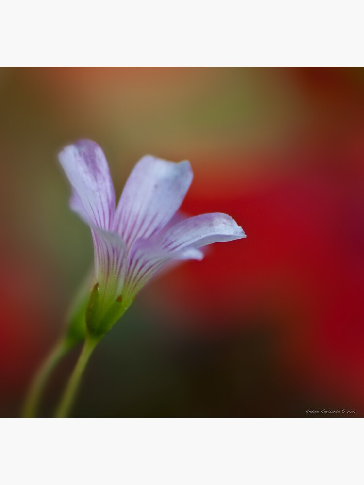 A bokeh for all Moms by rapis60