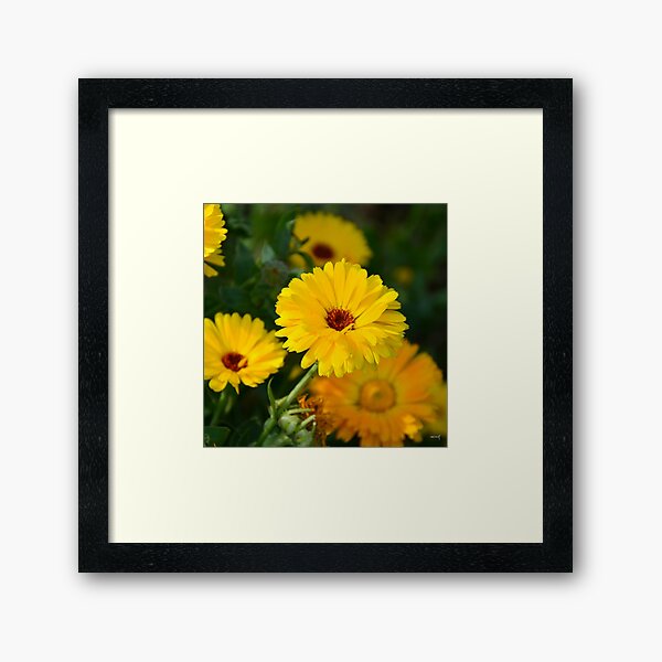 Bloom Framed Art Print