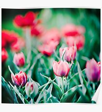 Tulips... Poster