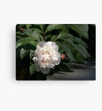 Peonia Canvas Print