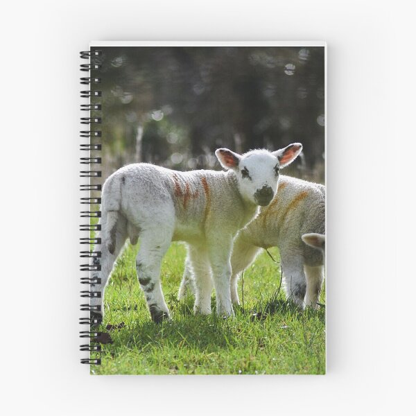 Item preview, Lambs (AB.1) designed and sold by Katrina Morgan.