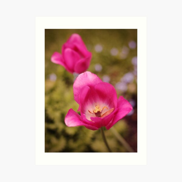 Pink Tulips Art Print