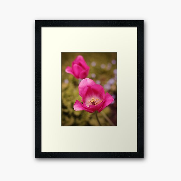 Pink Tulips Framed Art Print